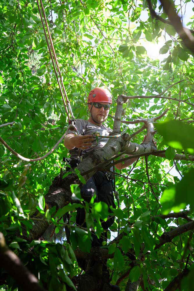 Fotografie Baumarbeiten Kletterseiltechnik