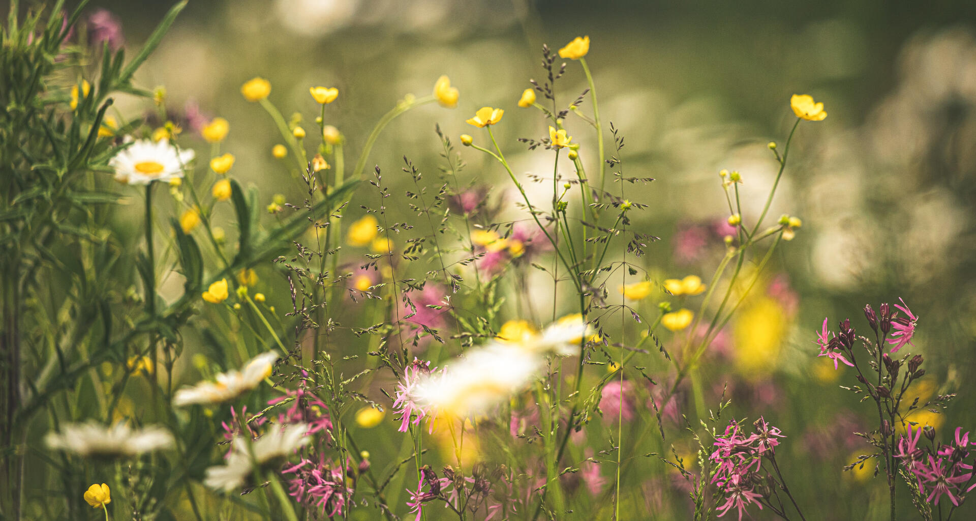 Blumenwiese mit fliegenden Insekten