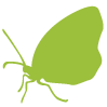 icon schmetterling